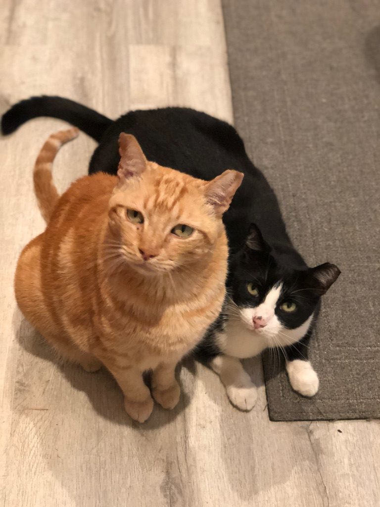Elvis and Hero, two hungry kitties waiting to get fed