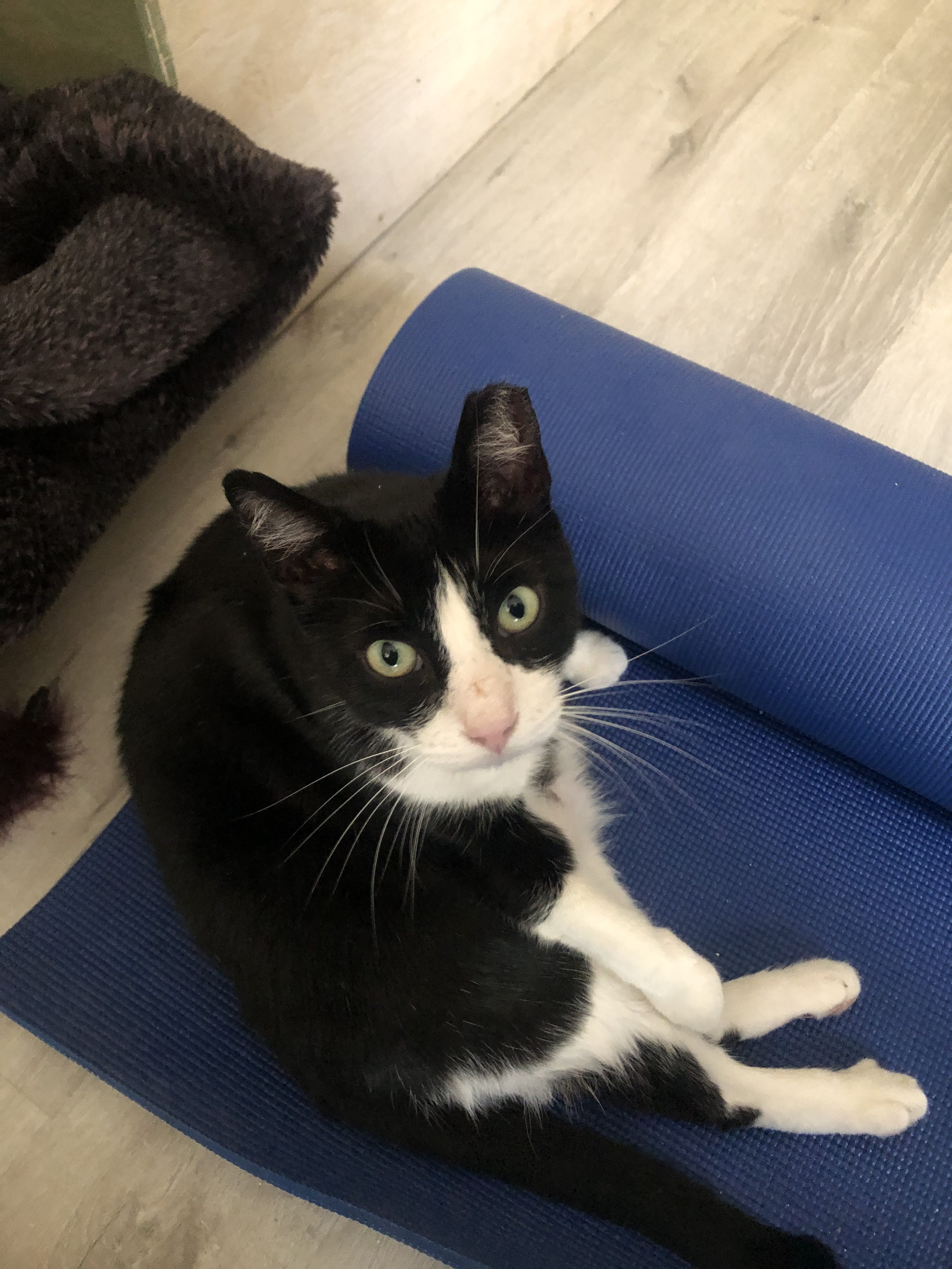Hero Kitty also likes to share the yoga mat